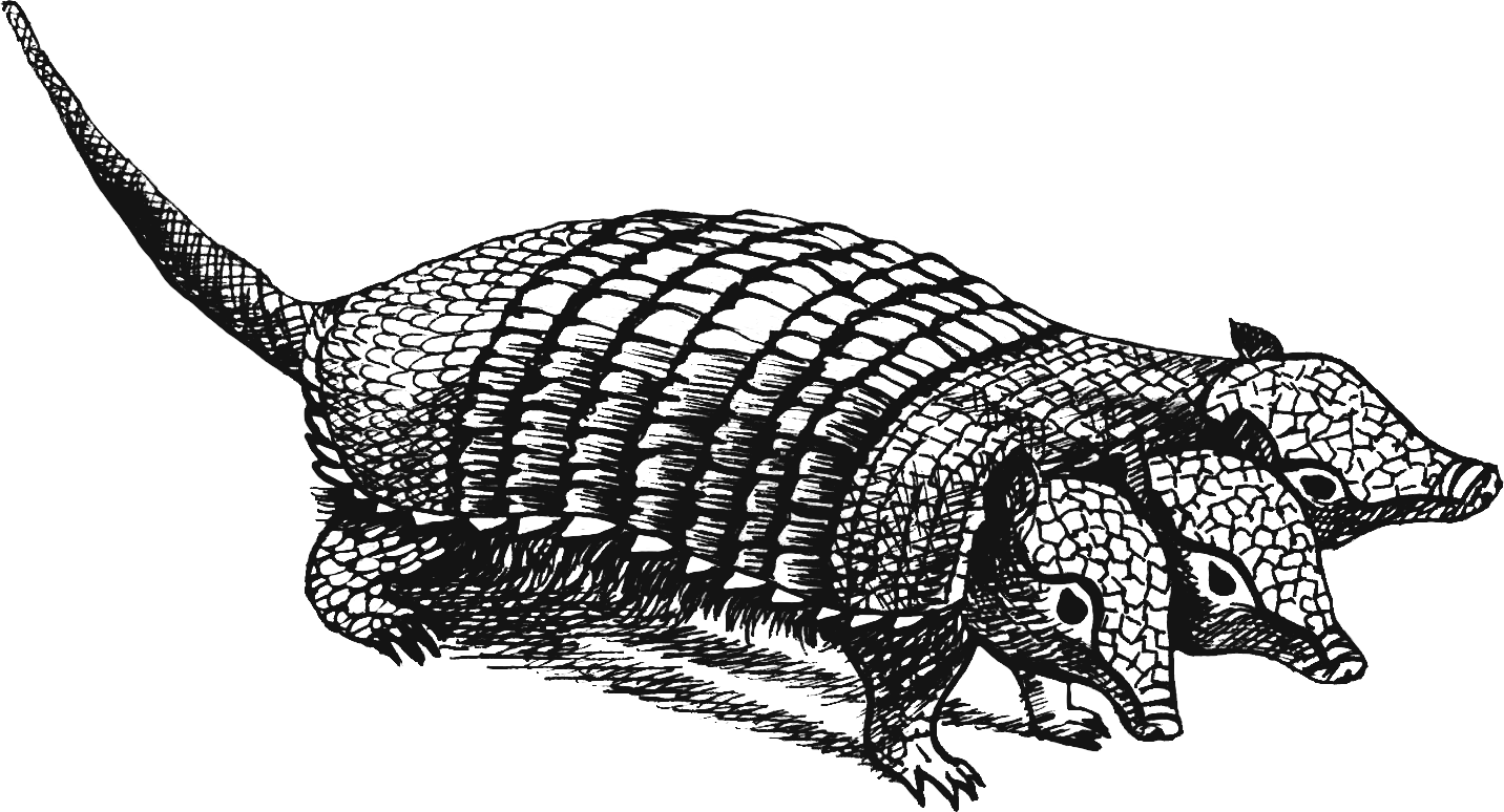 Grabado de un armadillo de tres cabezas